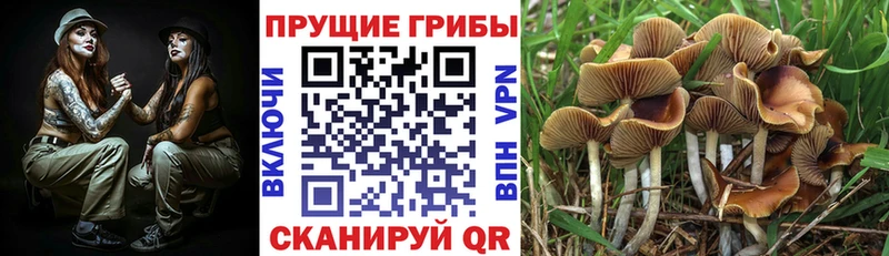 Псилоцибиновые грибы Psilocybine cubensis  Сысерть 